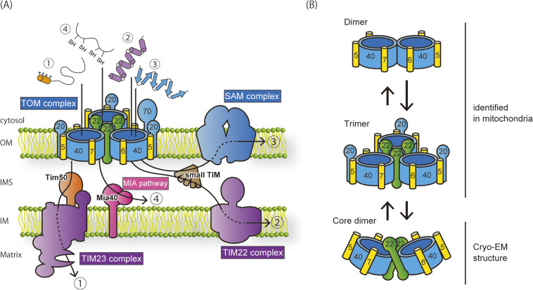 Figure 1 