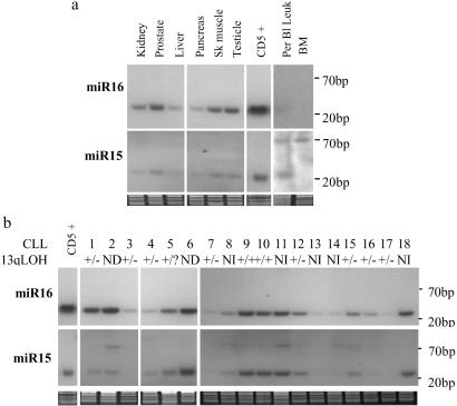 Fig 2.