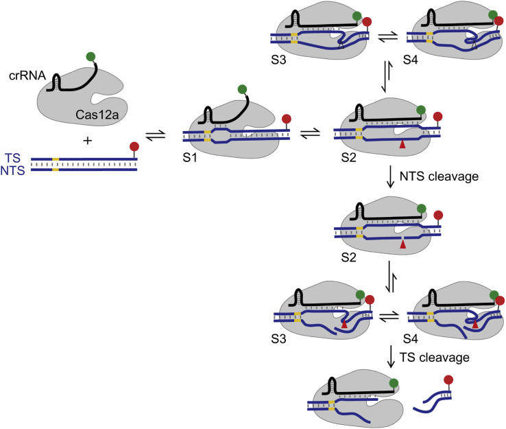 Figure 6