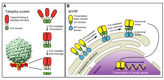 The same protein domain (ICA—green circle) mediates trimerization and self-cleavage in (A) the tail of a bacteriophage and (B) a transcription factor that drives insulation of nerves in the human brain. Image credit: Li, et al.