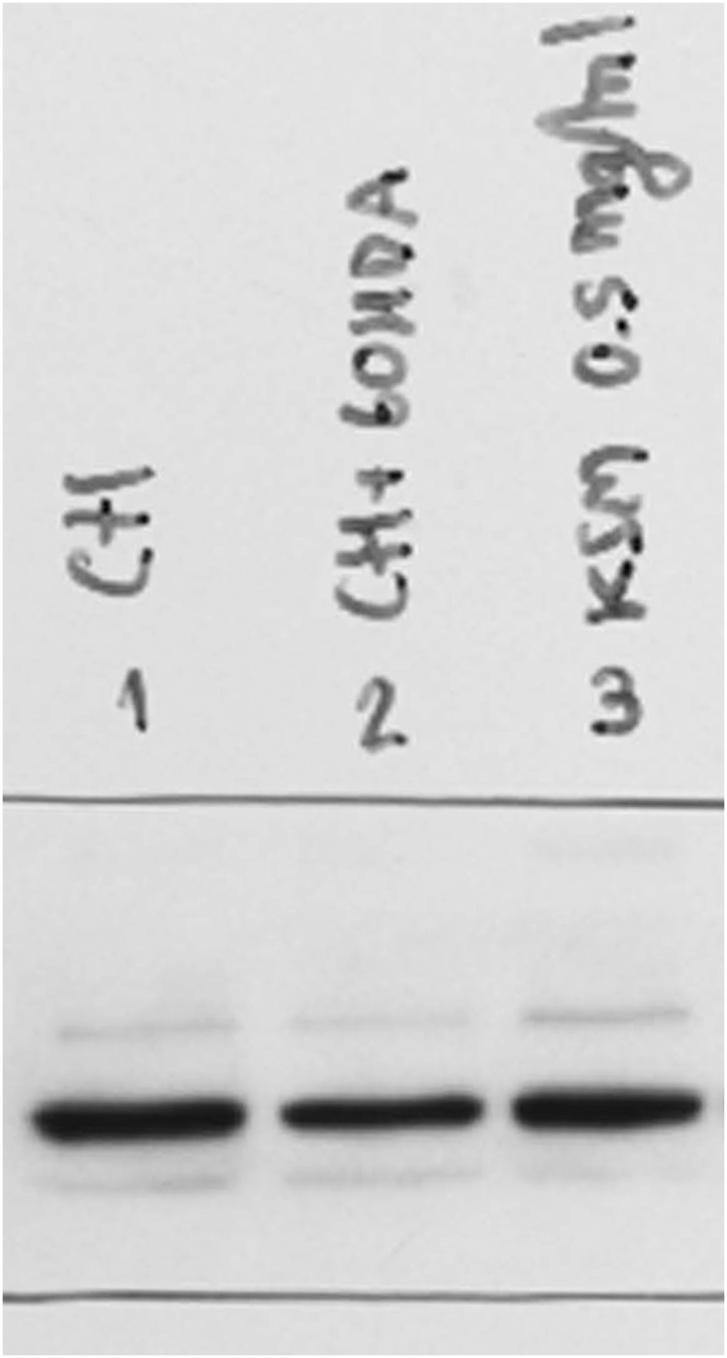 Suppl 6A full blot VGF