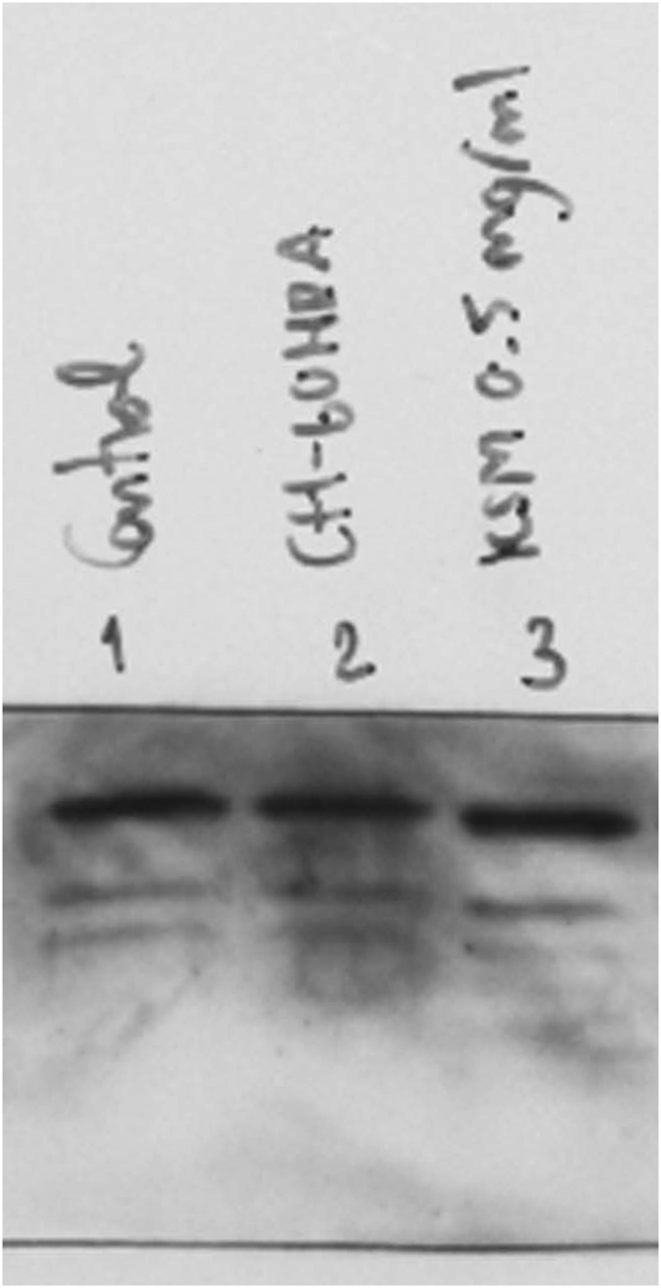 Suppl 6A full blot PRDX-1