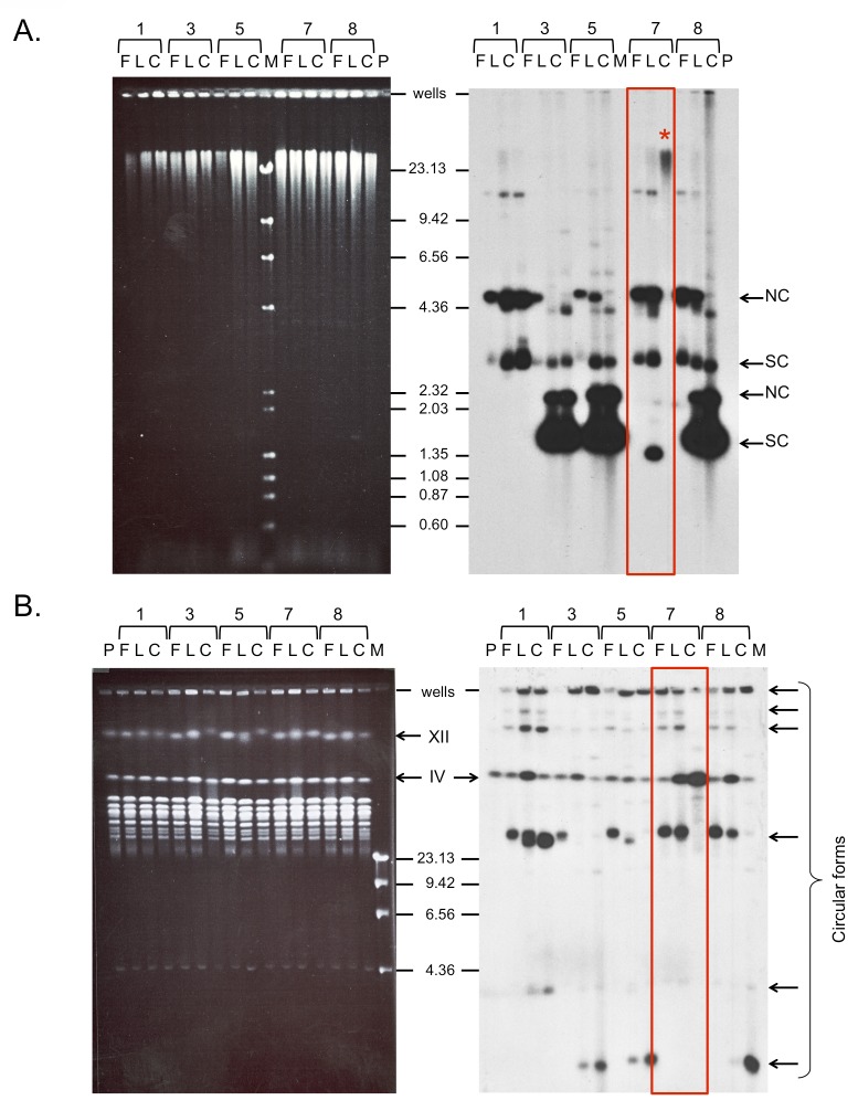 Fig 5