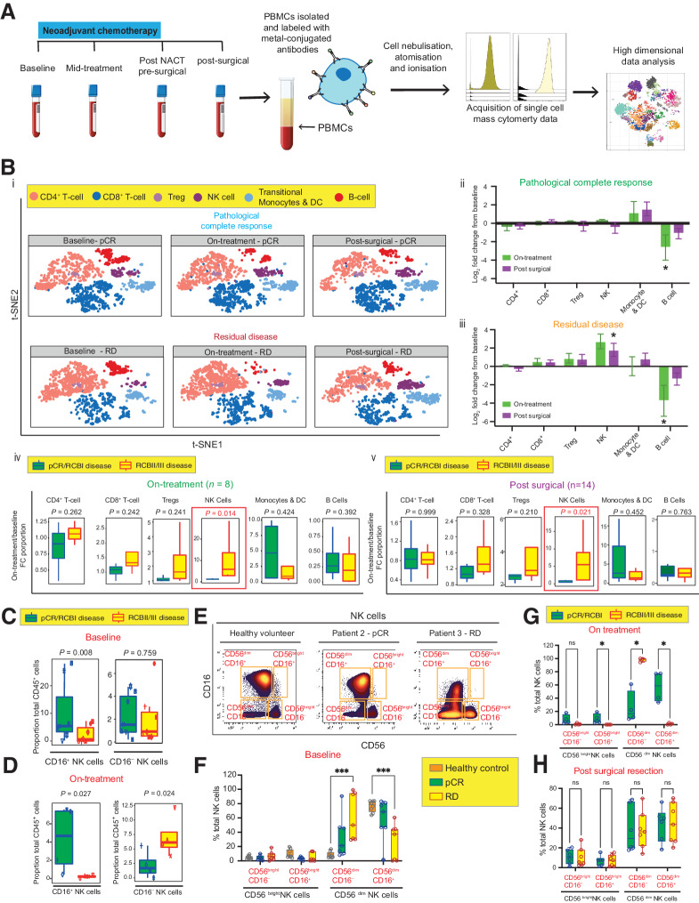 Figure 3. Longitudinal CyTOF profiling of patient PBMCs reveals NAC-induced enrichment of NK cell populations associated with clinical response. A, Schematic of CyTOF study. B(i), t-SNE analysis of matched PBMC samples from patients with RD (n = 4) and pCR (n = 4) at baseline, on-treatment, and post-surgery showing the identification of major immune cell families. B(ii and iii), Log2 FC in the abundance of each cell population on treatment (n = 8) and post-surgery (n = 14), compared with baseline, among patients with B(ii) pCR and B(iii) RCB II/III disease; LIMMA test. P values represent those which showed statistical significance in at least 3 of the 4 seeds tested, with a |log2 fold change (FC)| > 1.5. B(iv) and B(v), Log2FC in proportions of major immune cell families on-treatment [B(iv)) (n = 8)] and post-surgery [(B(v)) (n = 14)], normalized to baseline proportions (LIMMA). C, Proportion of CD16+ and CD16- NK cell clusters at baseline among patients with RD and pCR (n = 14). LIMMA test. D, Proportion of CD16+ and CD16– NK cell clusters on-treatment among patients with RD and pCR (n = 14). LIMMA test. E, FACS gating strategy of manually gated CD3– CD19–CD123–CD56+ NK cells showing identification of 4 NK cell subsets based on CD56 and CD16 expression. F, Baseline peripheral NK cell subsets among patients who went on to achieve pCR or RD after NAC and healthy donors (Mann–Whitney U test; ***, P ≤ 0.0001). G, Peripheral NK cell subsets at on-treatment time point from patients who went on to achieve pCR or RD after NAC (Mann–Whitney U test; *, P ≤ 0.05). H, Peripheral NK cell subsets at the post-surgical timepoint among patients who achieved pCR or RD after NAC (Mann–Whitney U test; ns P > 0.05).