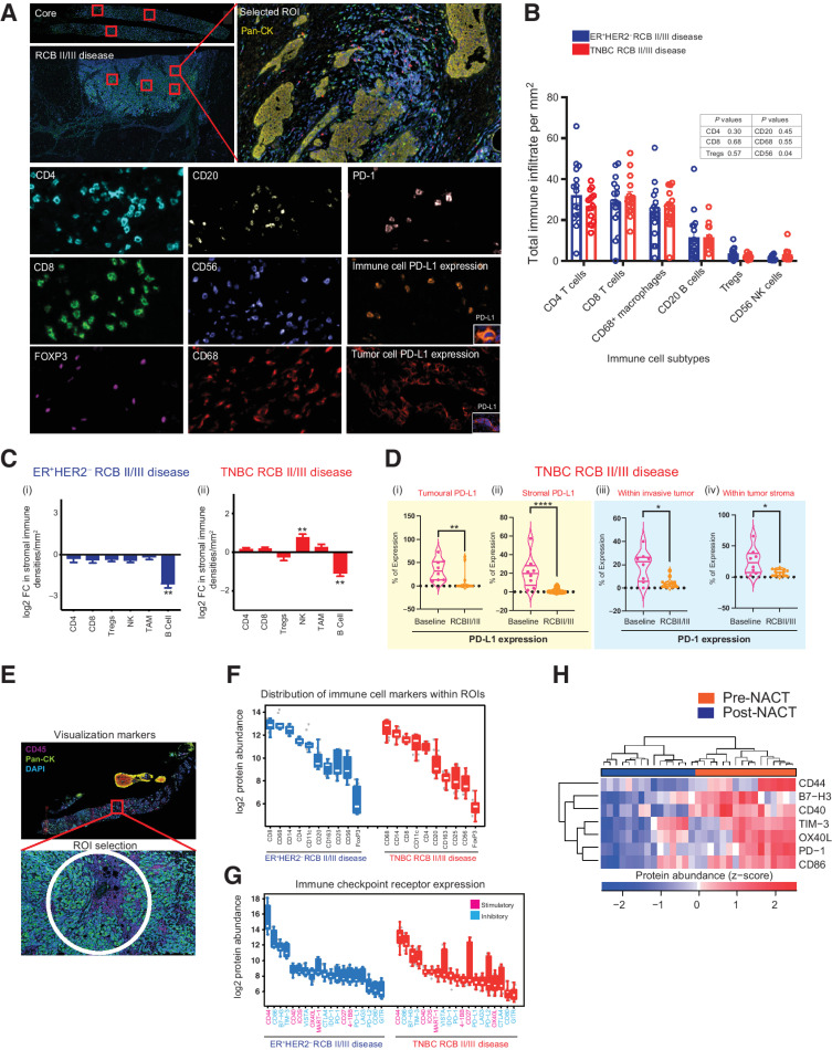 Figure 2. Immune context of immunologically cold chemotherapy-resistant ER+HER2– and TNBC breast cancers. A, Representative multiplexed IHC images showing staining of key lineage markers and immune-checkpoint expression in tissue sections. B, Bar charts showing immune composition of ER+HER2– (n = 16, blue) and TNBC (n = 15, red) residual disease samples. Statistical analysis to compare immune composition between subtypes was performed using the two-stage Mann–Whitney test. C, Log2 FC in immune cell types in residual disease samples compared with pretreatment samples in (i) ER+HER2– disease (n = 10 matched-paired samples) and (ii) TNBC (n = 10 matched paired samples; Wilcoxon matched-pairs signed rank test; *, P ≤ 0.05; **, P ≤ 0.01). D(i–ii), Percentage of tumoral and stromal PD-L1 expression within the TIME of TNBC RCB II/III disease. D(iii–iv), Percentage of PD-1 expression on immune cells found within the invasive tumor (iii) and tumor stroma (iv) in TNBC RCB II/III disease (Mann–Whitney test; *, P ≤ 0.05; **, P ≤ 0.01; ****, P ≤ 0.0001). E, Representative image of a selected ROI for digital spatial profiling based on CD45 staining. Per patient 12 ROIs were selected in TIL-rich areas where possible. Areas of 600 μm in diameter were placed. F and G, Quantification of protein expression of immune cell lineage markers and immune checkpoints in selected ROIs from ER+HER2– and TNBC residual disease samples. H, Heatmap showing differential protein expression of significantly upregulated or downregulated immune-checkpoint markers within TNBC RCB II/III tumors compared with pre-NAC baseline samples. Only those immune-checkpoint receptors where they were significant in at least 2 of 3 patients with FC in the same direction are indicated (P < 0.05; see also Supplementary Table S3).