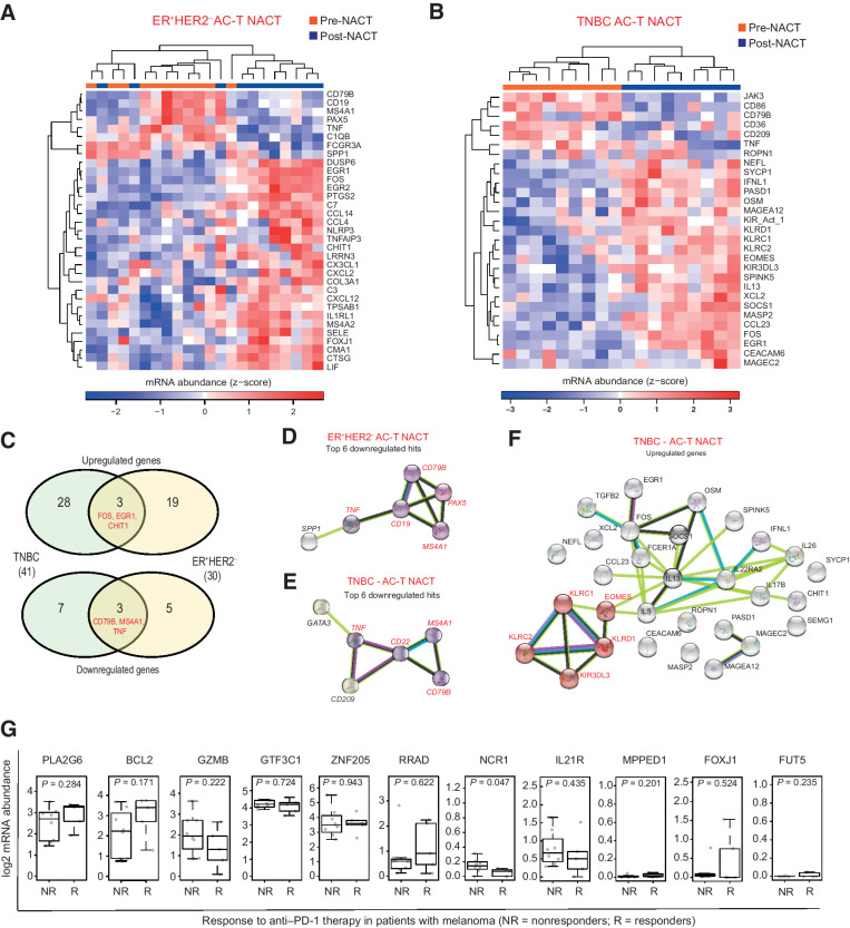 Figure 5. Changes in immune gene expression after chemotherapy in ER+HER2– and TNBC RCB II/III disease. A, Heatmap showing expression of immune profiling gene set in matched pretreatment and residual disease ER+HER2– samples. B, Heatmap showing expression of the immune profiling gene set in matched pretreatment and residual disease TNBC samples. C, Venn diagram showing upregulated or downregulated genes after chemotherapy treatment in ER+HER2– and TNBC samples. D, STRING analysis of known interactions between hit genes downregulated in ER+HER2– residual disease samples, compared with pretreatment. E, STRING analysis of known interactions between hit genes downregulated in TNBC residual disease samples, compared with pretreatment. F, STRING analysis of known interactions between hit genes upregulated in TNBC residual disease samples, compared with pretreatment. G, Expression of NK-related marker genes in PD-L1/PD-1–low melanoma tumors stratified by response to anti–PD-1 therapy.