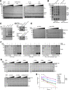 Figure 3—figure supplement 1.