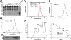 Figure 1—figure supplement 3.