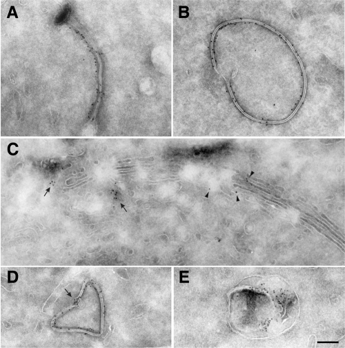 Figure 9.