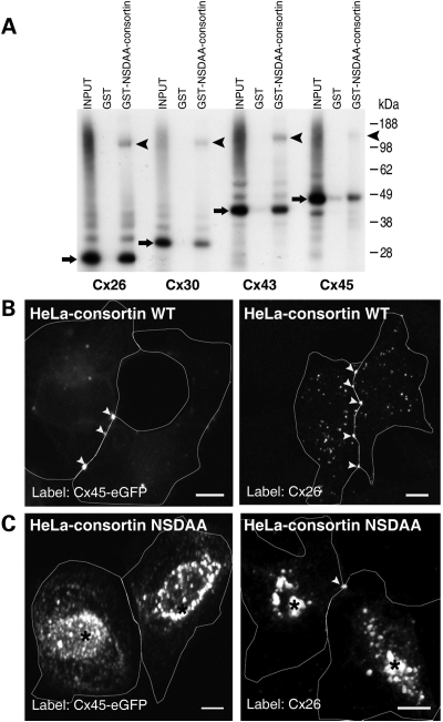 Figure 6.