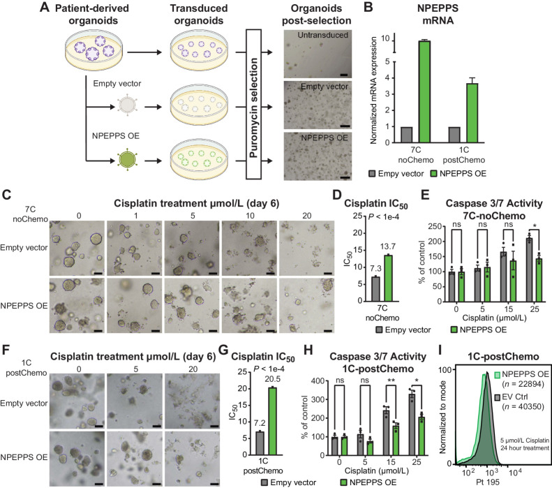 Figure 5. Ex vivo NPEPPS overexpression enhances cisplatin resistance. A, Schematic representation of the experimental procedure for NPEPPS overexpression in PDOs and representative images after puromycin selection. Scale bar, 400 μm. B, NPEPPS expression was evaluated by RT-PCR in empty vector and NPEPPS overexpression PDO lines normalized to cyclophilin. Error bars, mean ± SD. C, Representative brightfield images of empty vector control and NPEPPS-overexpressing 7C-noChemo PDO treated with the indicated cisplatin concentrations. Scale bar, 400 μm. D, IC50 values estimated from dose curves for cell viability measured through CellTiter-Glo (biological triplicates; mean ± SEM). E, Relative caspase-3 and -7 activity in cisplatin-treated empty vector control and NPEPPS-overexpressing PDOs. Caspase activity was measured by Caspase-Glo and normalized to untreated PDOs (biological triplicates; mean ± SEM). F, G, and H, Replicate experimental conditions as in C, D, and E, but with the 1C-postChemo PDO. I, Intracellular cisplatin levels were measured after 24 hours of 5 μmol/L cisplatin treatment using CyTOF, with the number of live cells analyzed as indicated. *, P < 0.05; **, P < 0.01; ns, nonsignificant.