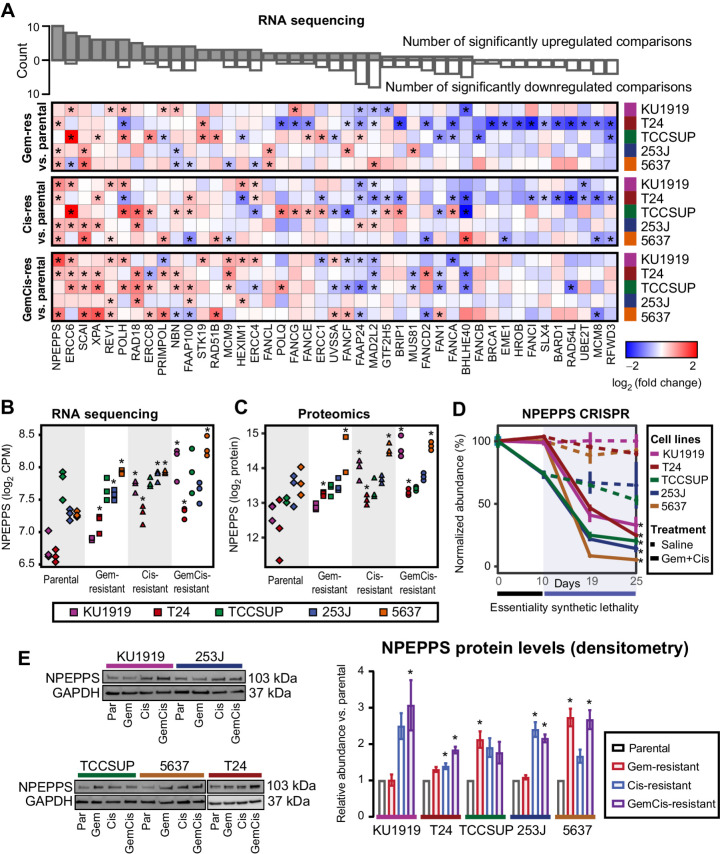 Figure 2. NPEPPS is identified as a commonly upregulated and synthetic lethal hit. A, Differential gene expression of 43 common synthetic lethal genes as measured by RNA-seq across all cell lines (43 of 46 genes mapped between RNA-seq and the CRISPR screen), comparing the treatment-resistant derivative (Gem-, Cis-, GemCis-resistant) with the associated parental cell line. Asterisks indicate a statistically significant result (moderated t test; *, FDR < 0.05). The bar plot on top is the aggregate count of significant results across all 15 comparisons. Genes are ranked by the count of statistically significant upregulated hits. B–D, RNA-seq (moderated t test compared with parentals; *, FDR < 0.05; B), mass spectrometry proteomics (moderated t test compared with parentals, *, FDR < 0.25; C), and CRISPR screen results for NPEPPS (mean ± SD; moderated t test; *, FDR < 0.05; D). E, Representative immunoblots and densitometry quantification for independent triplicates (mean ± SEM) for NPEPPS in all cell lines. Comparisons using a one-way ANOVA were made to the parental cell lines (*, FDR < 0.05).