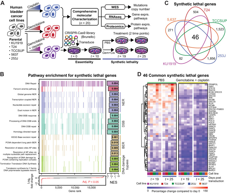 Figure 1. Project overview and synthetic lethal screen results. A, Human bladder cancer cell lines were made resistant to cisplatin, gemcitabine, or gemcitabine plus cisplatin through dose escalation. All cell lines were profiled using -omic technologies. The gemcitabine plus cisplatin-resistant cells were subjected to a pooled CRISPR screen to identify synthetic lethal gene-to-drug relationships. B, Aggregate gene set enrichment results for the synthetic lethal screen ranked by log2-fold change across all cell lines reveal DNA damage response and repair pathways. Each tick mark represents a gene in the associated pathway. The bars at the right are normalized enrichment scores (NES), with the FDR-corrected P values reported in the bars. C, The intersection across the CRISPR screen results identified 46 common synthetic lethal genes; all counts and gene annotations are reported in Supplementary Fig. S2. D, The percentage change in the aggregate of the sgRNAs targeting the 46 commonly synthetic lethal genes are reported across PBS or gemcitabine plus cisplatin treatment arms of the CRISPR screen. Cell lines are coded with the same colors throughout all figures.