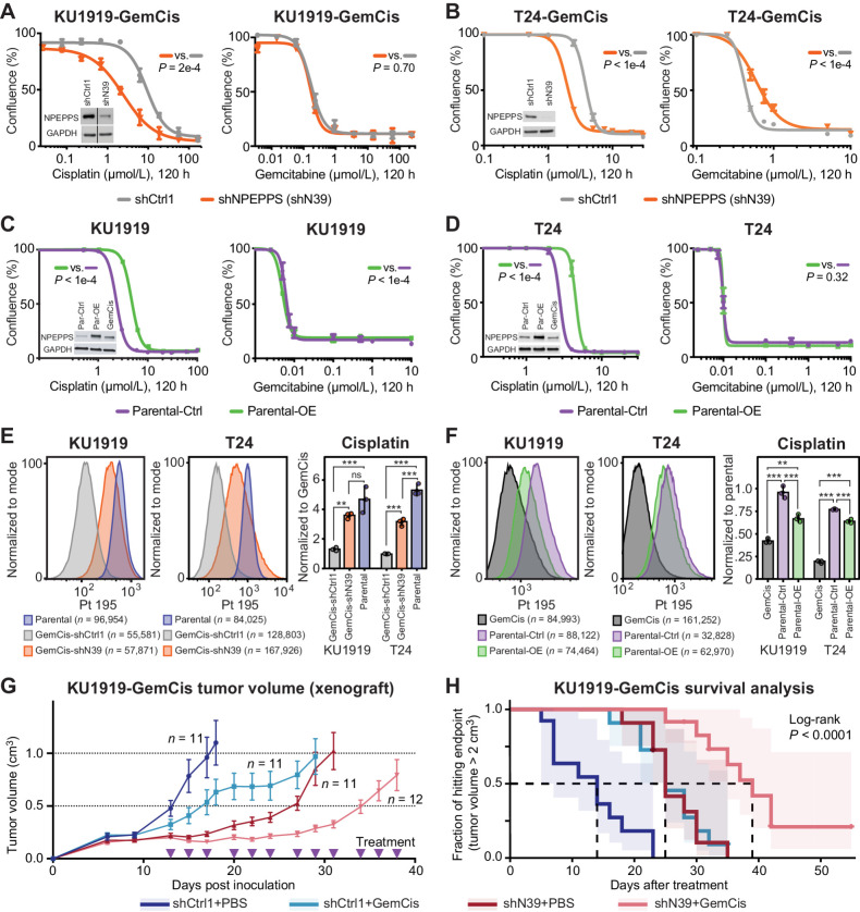 Figure 3. Genetic inhibition of NPEPPS resensitizes GemCis-resistant cells in vitro and in vivo. A and B, KU1919-GemCis (full immunoblot reported in Supplementary Fig. S4B) or T24-GemCis cells with knockdown of NPEPPS treated with increasing doses of cisplatin or gemcitabine. A total of three technical replicates per dose (mean ± SEM). C and D, KU1919 or T24 parental cells with overexpression of NPEPPS treated with increasing doses of cisplatin or gemcitabine. A total of three technical replicates per dose (mean ± SEM). Independent experiments are reported in Supplementary Fig. S4. P values comparing IC50 values using the sum-of-squares F test. E and F, Intracellular cisplatin levels in KU1919 and T24 cells were measured after 4 hours of 10 μmol/L cisplatin treatment using CyTOF, with the number of live cells analyzed as indicated. Group comparisons were made for triplicate experiments by normalizing intracellular cisplatin levels to the GemCis-resistant or parental cells and compared using a one-way ANOVA (*, FDR < 0.05; **, FDR < 0.01; ***, FDR < 0.001; ns, nonsignificant). G, Tumor volume (mean ± SEM) of KU1919-GemCis xenografts measured over time and across four treatment groups considering nontargeting shRNA controls (shCtrl1), shRNA targeting NPEPPS (shN39), PBS vehicle control (PBS), or gemcitabine plus cisplatin treatment (GemCis). H, Survival analysis of xenograft models with a defined endpoint of a tumor volume > 2 cm3. The log-rank test was applied to test significance.