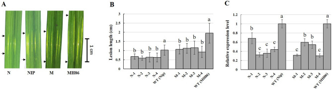 Figure. 1