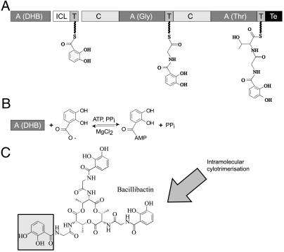 Fig 1.