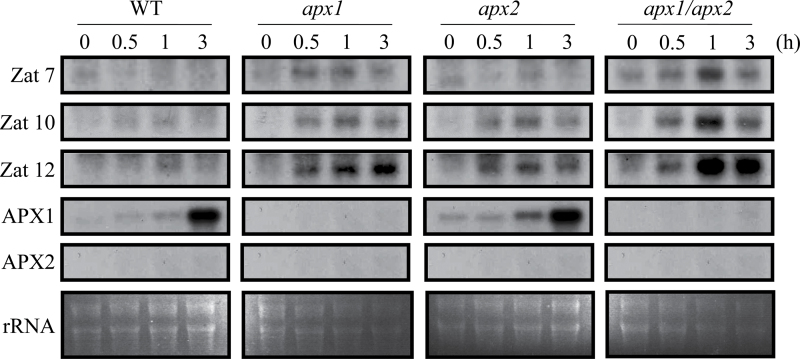 Fig. 3. 