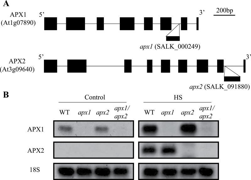 Fig. 1. 