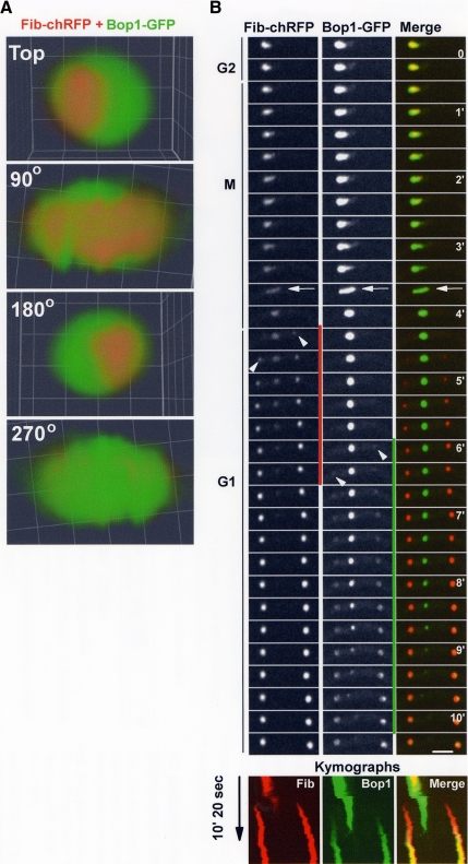 Figure 3.