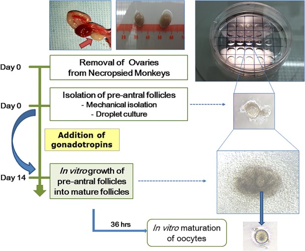 Figure 1