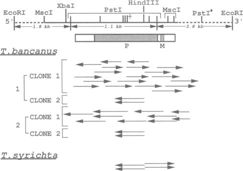 graphic file with name pnas01062-0265-a.jpg