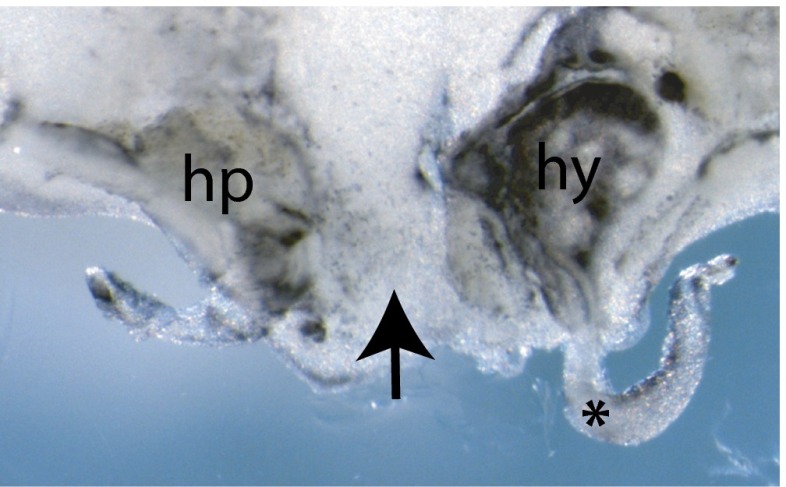 Fig. S1.