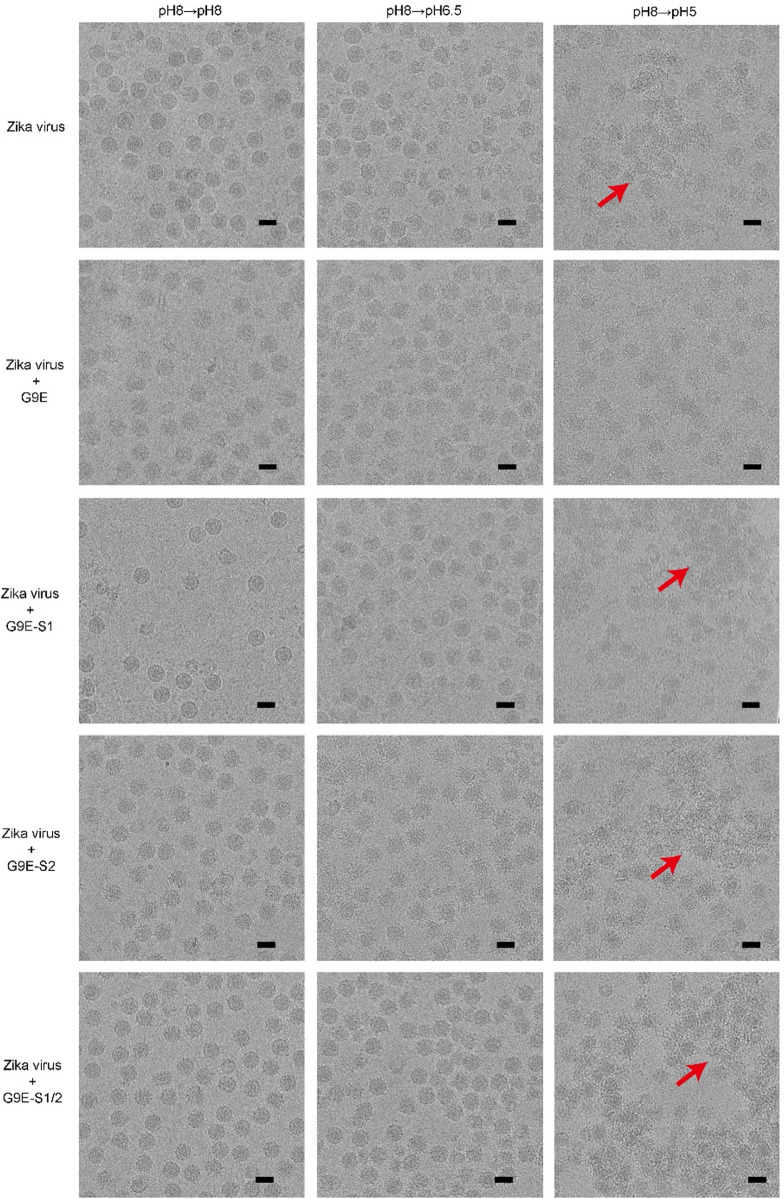 Fig 6