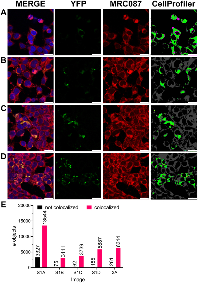 Supporting Figure S1