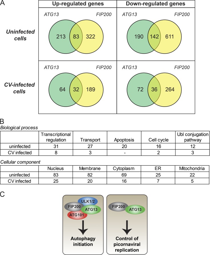 Figure 10.