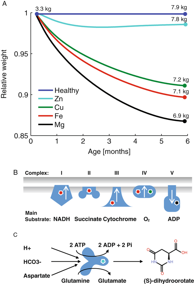 Fig. 4