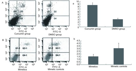 A：姜黄素组、DMSO组的细胞凋亡图；a：姜黄素组、DMSO组的细胞凋亡。<break/> B：mimetics组、mimetic controls组的细胞凋亡图；b：mimetics组、mimetic controls组的细胞凋亡。 A: The cell apoptosis graph of curcumin group and DMSO group; a: The cell apoptosis rate of curcumin group and DMSO group. <break/> B: The cell apoptosis graph of mimetics group and mimetic controls group; b: The cell apoptosis rate of mimetics group and mimetic controls group.