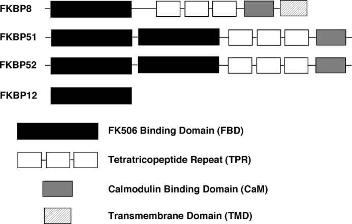 FIGURE 1.