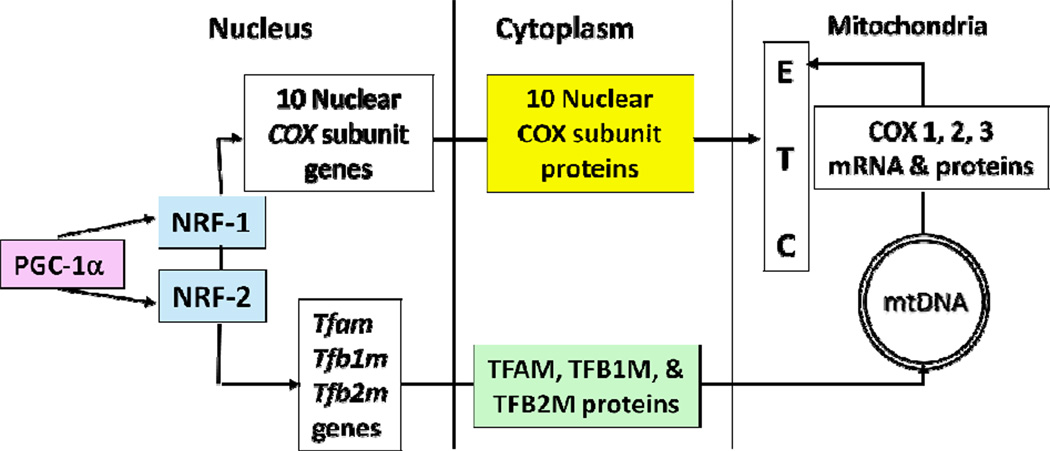 Fig. 12.1