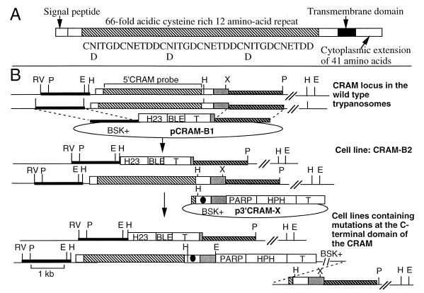 FIG. 1