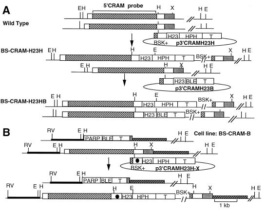 FIG. 6