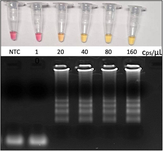 FIGURE 2