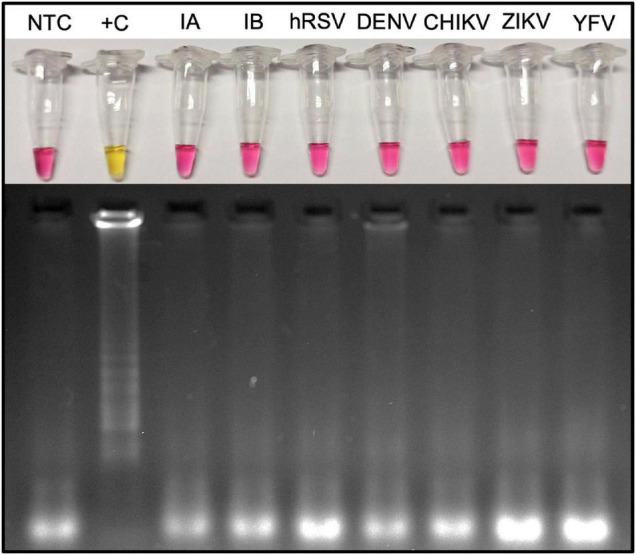 FIGURE 5