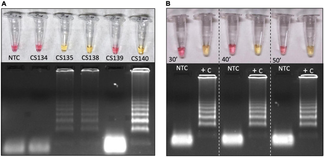 FIGURE 7