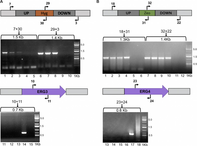 FIGURE 3