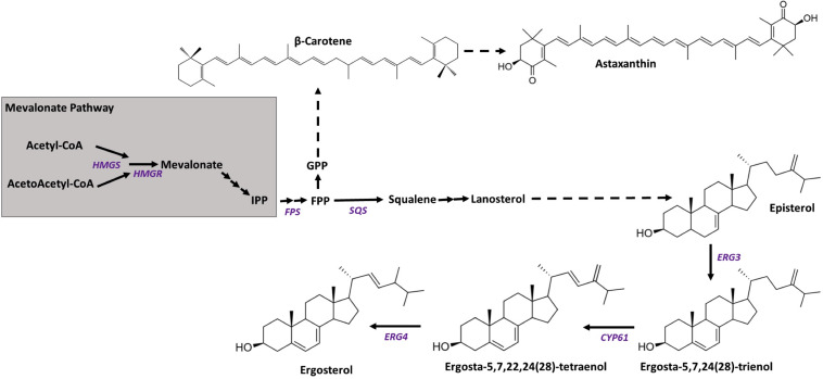 FIGURE 1