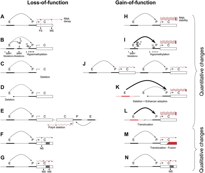 PATH-4647-FIG-0001-c