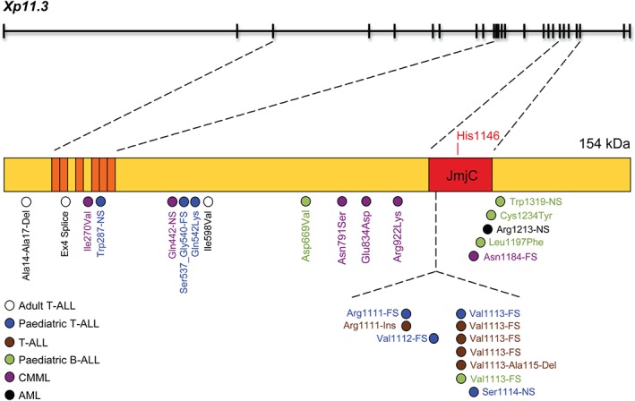 PATH-4647-FIG-0002-c