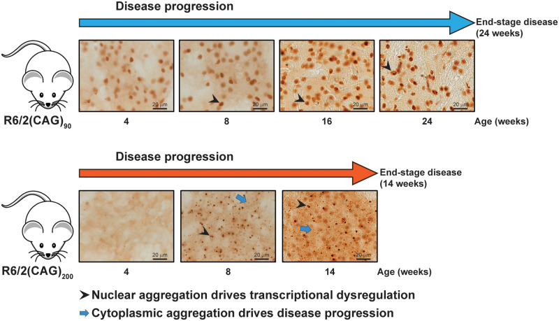 Graphical Abstract