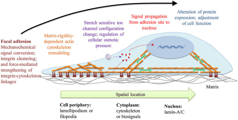 Figure 21.