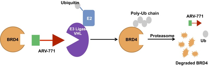 Fig. S1.