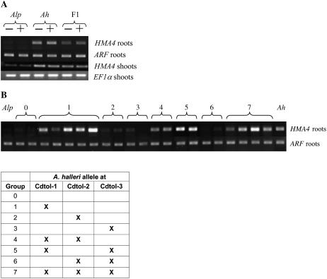 Figure 5.