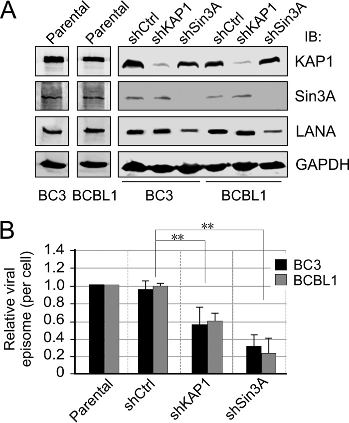 FIG 1