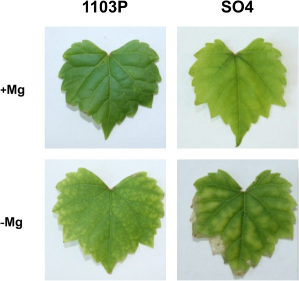 Fig. 1