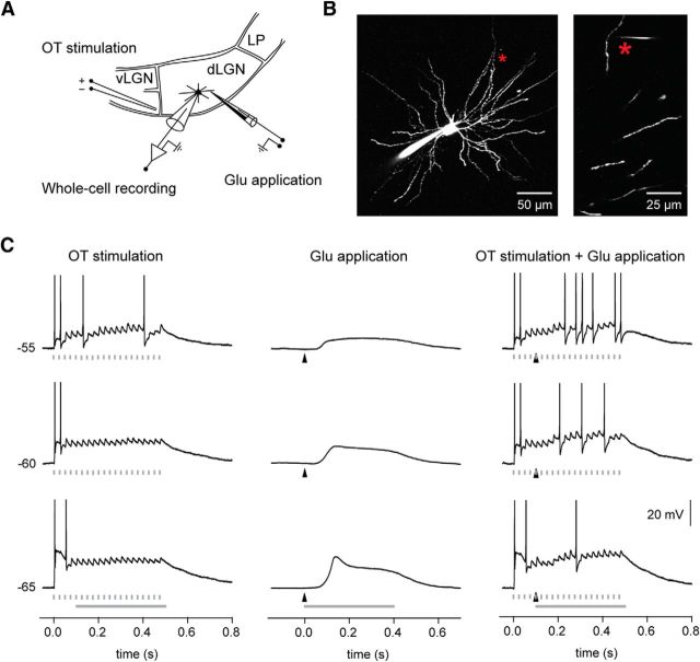 Figure 11.