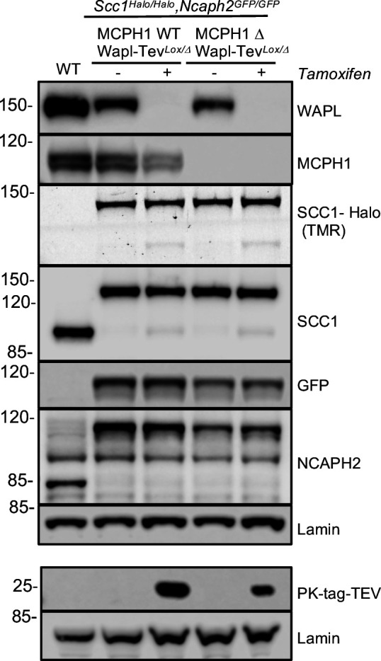 Figure 10—figure supplement 1.